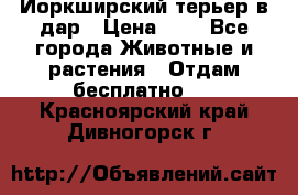 Йоркширский терьер в дар › Цена ­ 1 - Все города Животные и растения » Отдам бесплатно   . Красноярский край,Дивногорск г.